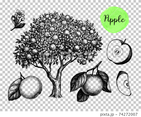 Apple sketch set. Apple sketch set. 74272007