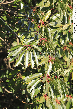 茎が赤くなったユズリハの木 74272273