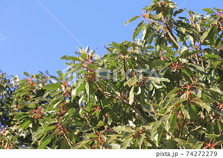 茎が赤くなったユズリハの木 茎が赤くなったユズリハの木 74272279