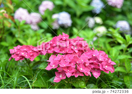 あじさい・アジサイ・紫陽花 あじさい・アジサイ・紫陽花 74272336