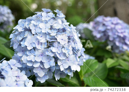 あじさい・アジサイ・紫陽花 74272338