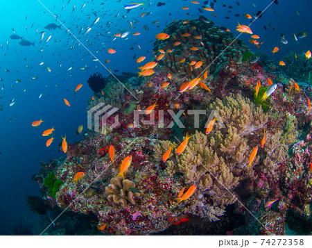 キンギョハナダイと珊瑚の根 (シミラン諸島、タイ王国) キンギョハナダイと珊瑚の根 (シミラン諸島、タイ王国) 74272358