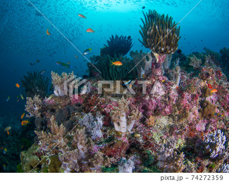 チヂミトサカの仲間とウミシダ (シミラン諸島、タイ王国) チヂミトサカの仲間とウミシダ (シミラン諸島、タイ王国) 74272359