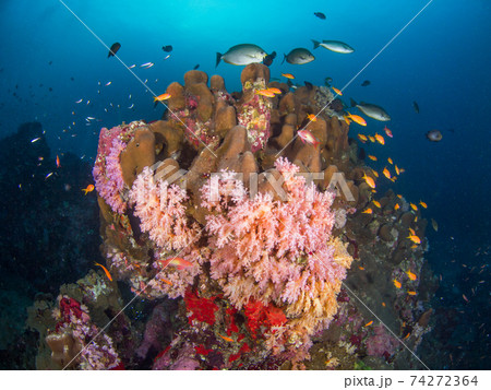 ベニトサカとハマサンゴの仲間に群生する魚 (ボン島、シミラン海洋国立公園、タイ王国) ベニトサカとハマサンゴの仲間に群生する魚 (ボン島、シミラン海洋国立公園、タイ王国) 74272364