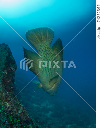 ナポレオンフィッシュ メガネモチノウオ ボン島 シミラン海洋国立公園 タイ王国 の写真素材