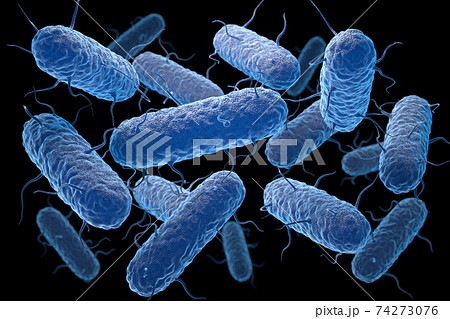 Enterobacteria. Enterobacteriaceae are a large family of Gram-negative bacteria Enterobacteria. Enterobacteriaceae are a large family of Gram-negative bacteria 74273076