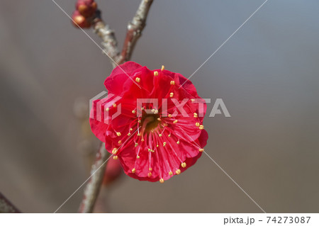 紅梅 紅梅 74273087