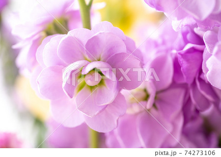 スプレーストック 74273106