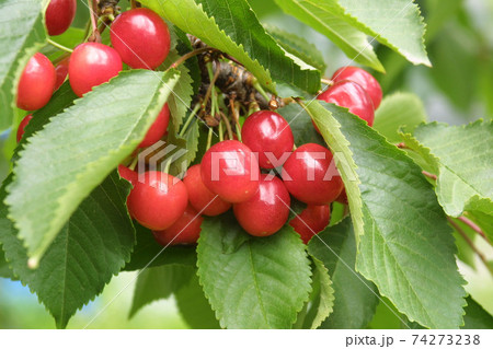 サクランボ　さくらんぼ　チェリー　北海道　果樹園 74273238