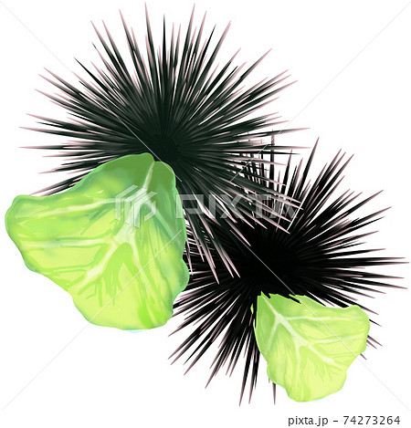 キャベツを食べるウニ2匹 キャベツを食べるウニ2匹 74273264