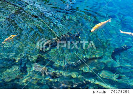 忍野八海　富士山　忍野村　名水百選　山梨県　南都留郡　湧泉群　透明　池　世界文化遺産　天然記念物 74273292
