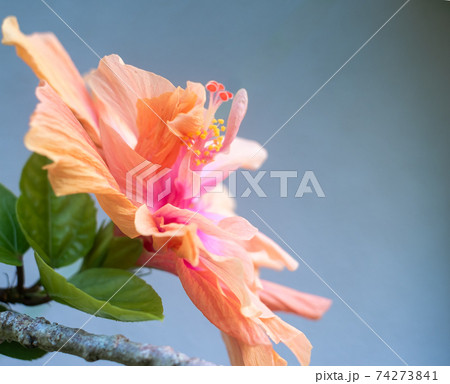 沖縄に咲くハイビスカスの花 沖縄の亜熱帯に咲く美しい花の写真素材