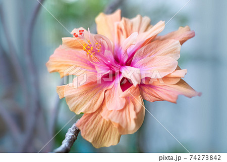 沖縄に咲くハイビスカスの花 沖縄の亜熱帯に咲く美しい花の写真素材