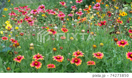 沖縄に咲くテンニンギクの花 沖縄の亜熱帯に咲く美しい花の写真素材