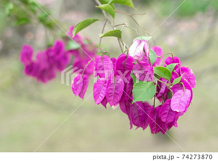 沖縄に咲くブーゲンビレアの花 沖縄の亜熱帯に咲く美しい花の写真素材
