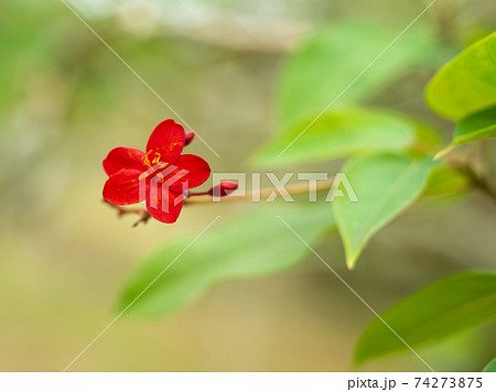 沖縄に咲く赤い小さな花の花 沖縄の亜熱帯に咲く美しい花の写真素材