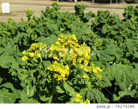 早咲きのナバナが咲き始めました 74274280