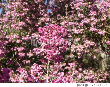 可愛い小さい桃色の花ジャノメエリカの写真素材