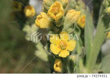 ビロードモウズイカの花 74274351