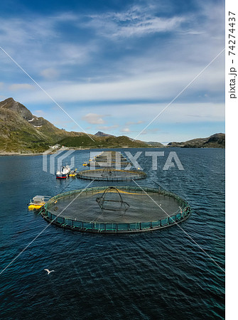 Farm salmon fishing in Norway 74274437