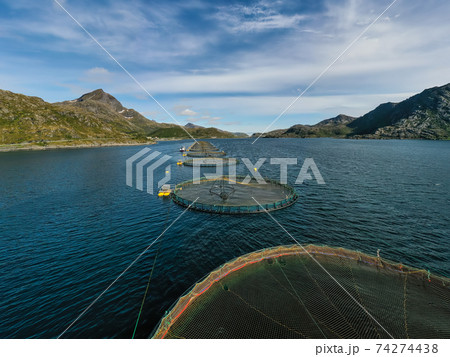 Farm salmon fishing in Norway 74274438