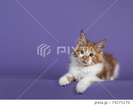 Maine Coon cat on purple background 74275270