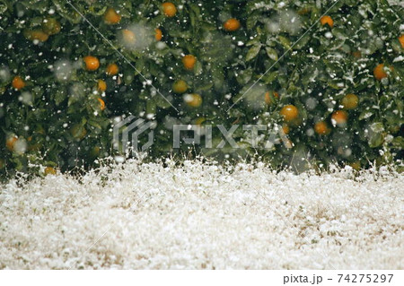 雑草の上にふわふわと積もり始めた雪 雑草の上にふわふわと積もり始めた雪 74275297