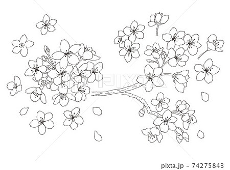 桜の花の手描きイラスト 74275843