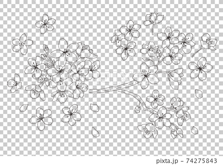 桜の花の手描きイラスト 74275843