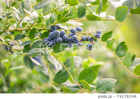 Close up of branch full of bio and organic blueberries in the farm 74276246