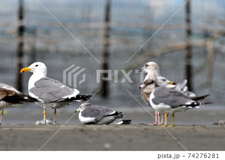 三番瀬 黄色足のタイミルセグロカモメ(足環有) 三番瀬 黄色足のタイミルセグロカモメ(足環有) 74276281