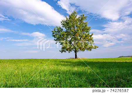 Beautiful lonely oak with colorful autumn leaves on a green meadow on a sunny day (high details). 74276587