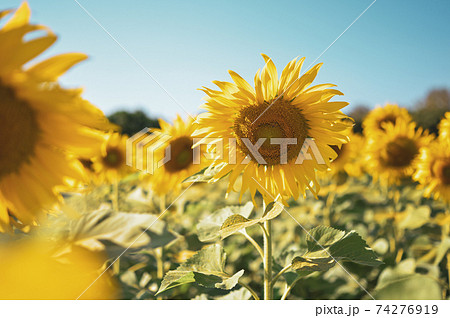 Close up of sun flower against a blue sky on vintage warm tone Close up of sun flower against a blue sky on vintage warm tone 74276919