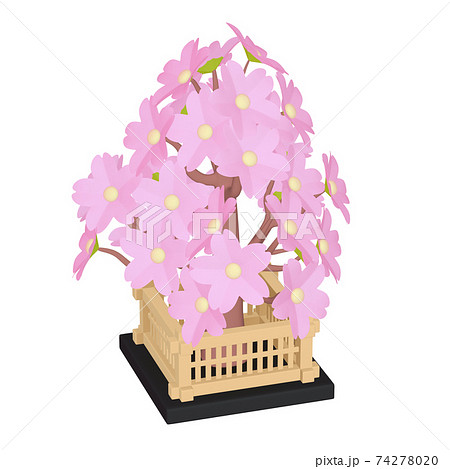 ひな祭りのイラスト アイテム ひな飾り 桜橘 桜（1_9）のイラスト素材