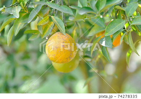 orange or orange farm, orange tree orange or orange farm, orange tree 74278335