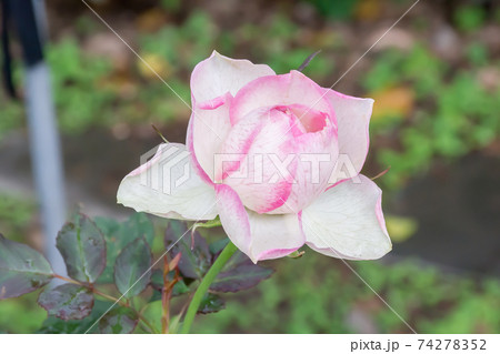 花 フラワー お花 74278352