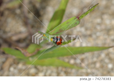 ナナホシテントウ 74278383