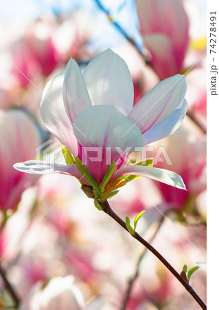 pink magnolia blossom in springtime. beautiful flowers on the branch in morning light pink magnolia blossom in springtime. beautiful flowers on the branch in morning light 74278491