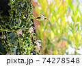 多肉植物 グリーンネックレスの花にオリーブの葉と優しい木漏れ日 74278548