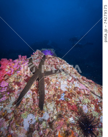 オオフトトゲヒトデの仲間 (メルギー諸島、ミャンマー) 74279575