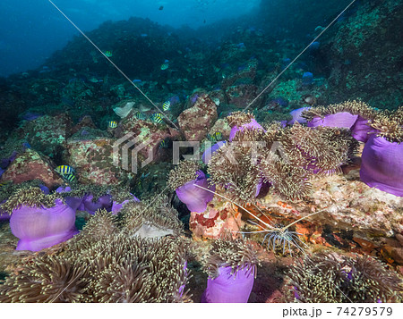 イソギンチャクの群生地に棲むゴシキエビ (メルギー諸島、ミャンマー) イソギンチャクの群生地に棲むゴシキエビ (メルギー諸島、ミャンマー) 74279579