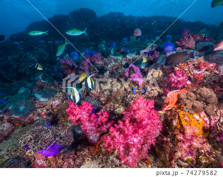 ソフトコーラル、イソギンチャク、様々な魚が棲む珊瑚礁 (メルギー諸島、ミャンマー) ソフトコーラル、イソギンチャク、様々な魚が棲む珊瑚礁 (メルギー諸島、ミャンマー) 74279582