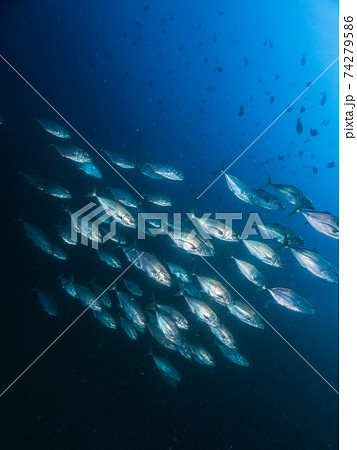 アンダマンアジの群れ (メルギー諸島、ミャンマー) 74279586