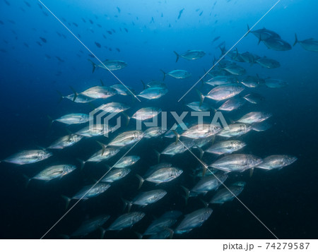 アンダマンアジの群れ (メルギー諸島、ミャンマー) アンダマンアジの群れ (メルギー諸島、ミャンマー) 74279587