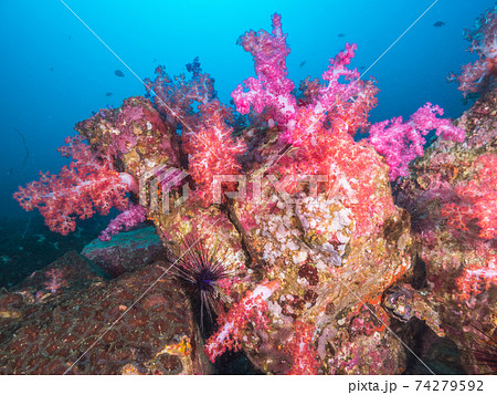 ピンクのソフトコーラルが育つ岩 メルギー諸島 ミャンマー の写真素材 ピンクのソフトコーラルが育つ岩 メルギー諸島 ミャンマー の写真素材