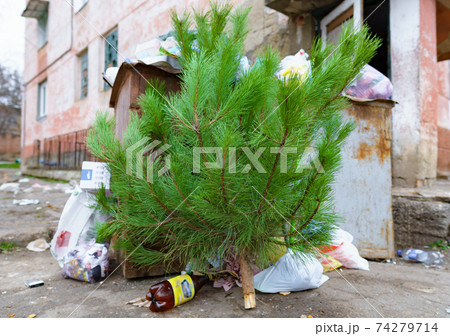 ecology concept, Christmas tree in a dumpster after the new year celebration ecology concept, Christmas tree in a dumpster after the new year celebration 74279714