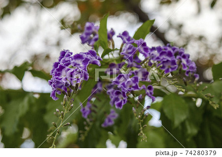 紫の小さな花　デュランタ　ハリマツリ 74280379