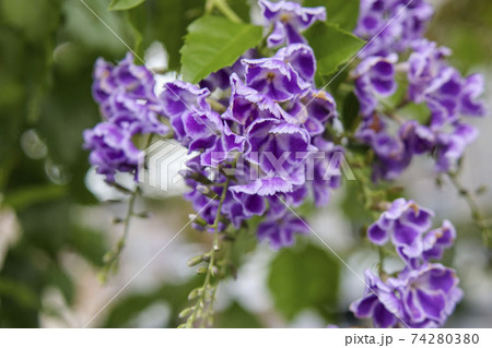 紫の小さな花 デュランタ ハリマツリの写真素材