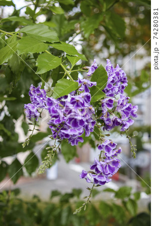 紫の小さな花 デュランタ ハリマツリの写真素材