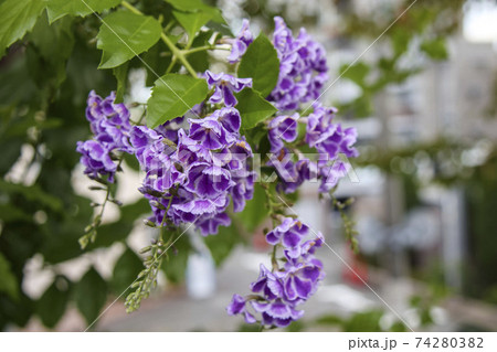 紫の小さな花 デュランタ ハリマツリ 紫の小さな花 デュランタ ハリマツリ 74280382
